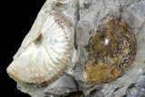 Iridescent Discoscaphites Ammonite - South Dakota #73863-1